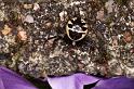 Synaema_globosum_D5031_Z_89_Les Gris_Frankrijk